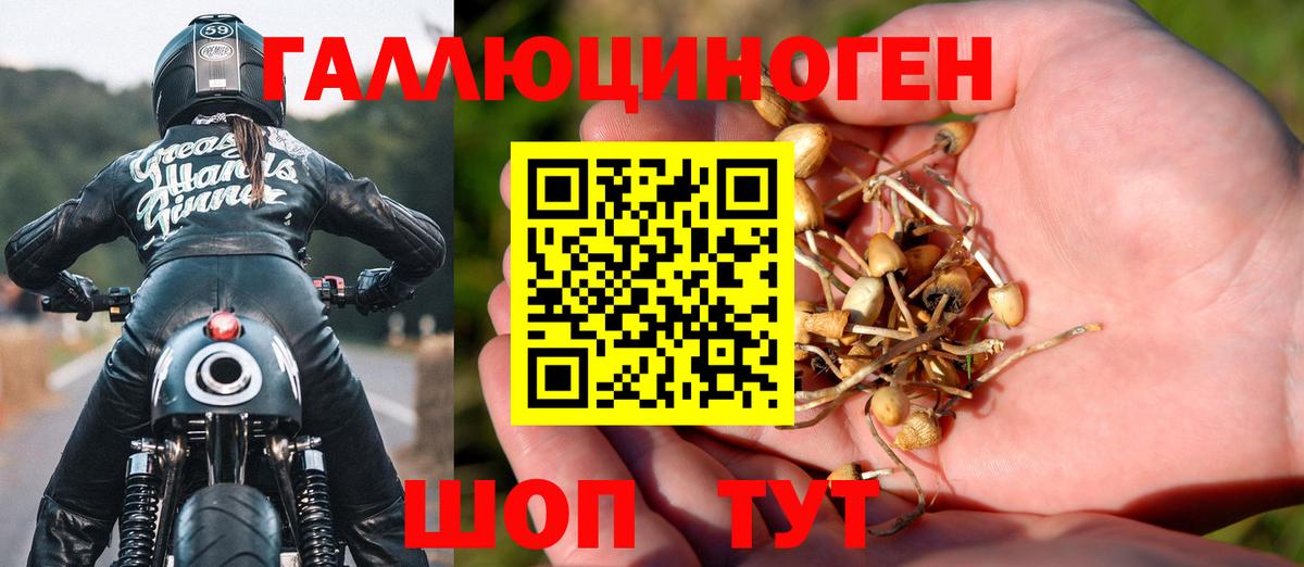 Галлюциногенные грибы Psilocybe Казань